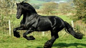 Check spelling or type a new query. Running Black Horse Hd Horse Wallpapers Hd Wallpapers Id 57055