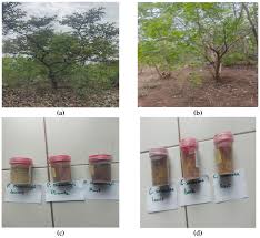 Image result for Agelanthus terminaliae