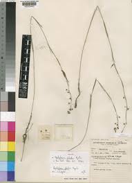 Image result for Aspidoglossum hirundo