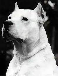 Dogo Argentino Puppies For Sale Argentine Dogo Puppies For Sale Breeders Dog Argentino Puppies Puppies For Sale