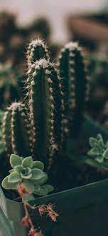 Our high resolution 4k hd quality picture will make your desktop or mobile cell phone beautiful. 3wallpapers For Iphone On Twitter Iphone Wallpaper Cactus Cactus Plants Download In Hd Https T Co Fk7bahza64