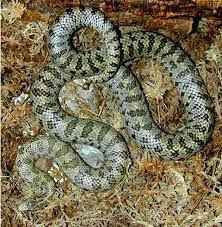 Pin By Harley Dalton On Snake Wildlife Snake Reptiles