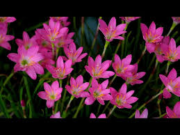 Image result for Zephyranthes minuta