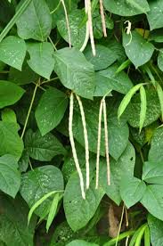 Image result for Vigna pygmaea