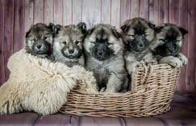 Other states focus on the separation of the puppy or kitten from its mother in addition to specifying a minimum age. Top Tips For Successfully Breeding A Dog