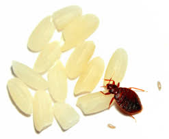 Image result for bed bugs eggs