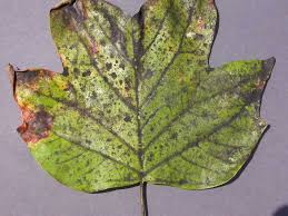 Image result for sooty mould