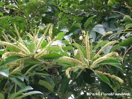 Image result for Terminalia randii