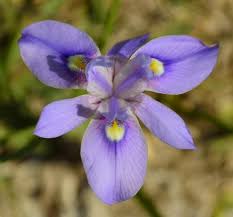 Image result for Moraea schimperi