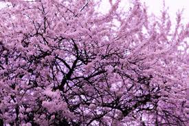 In the case of the trees these barks differ not only in color but in texture and surface finish. Identifying Flowering Trees In Pa Trees Shrubs Stauffers