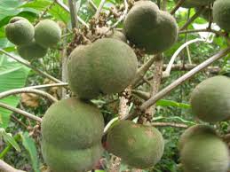 Image result for Lepisanthes