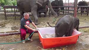 For more information, please visit: Baby Elephants Bathing Are Super Cute But Not All Elephants Are Quite So Lucky Soranews24 Japan News