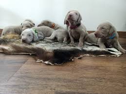 Image result for výmarský krátkosrstý ohař