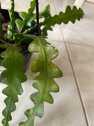 Most cactus encounters aren't quite that harrowing. What S Wrong With My Fish Bone Cactus It S Wrinkled And Changing Colour I Think It S Also Infested With Gnats How Do I Get Rid Of Them Houseplants