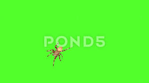 See more ideas about green screen backgrounds, greenscreen, background. Spider Green Screen Stock Footage Royalty Free Stock Videos Pond5