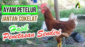 Check spelling or type a new query. Ayam Petelur Jantan Warna Coklat Youtube