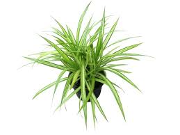 Image result for Anthericaceae