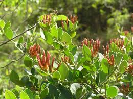 Image result for Carissa tetramera