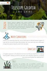 Which is the biggest goldfish with a butterfly tail? Best Way To Care For A Telescope Goldfish Aquariadise