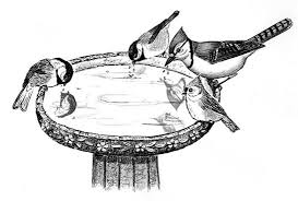 Bird In Bird Bath Drawing Mosquitos No Problem In A Birdbath Bird Bath Bird Watchers Bird Feeders