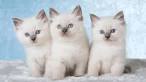 Prices and Guidelilnes Available Ragdoll Kittens ...