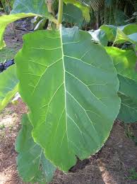 Image result for Tectona grandis