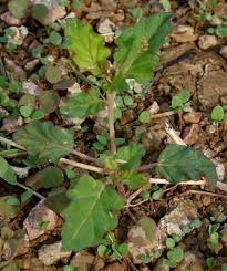 Image result for Boerhavia coccinea