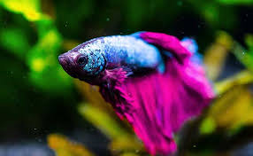 Unless you want a dead betta fish on your countertop, then it is important that there is a cover to the fish bowl. Things You Should Know About Betta Fish Sleep