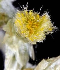 Image result for Pseudopod Ospermum