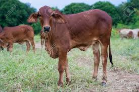 This is actually an indian breed of cattle. Baby Brahman Cattle Stock Photo Picture And Royalty Free Image Image 46056386