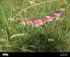 Image result for Gladiolus crassifolius