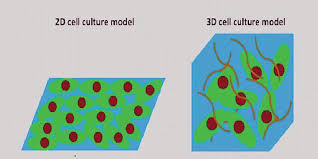 Maybe you would like to learn more about one of these? Two Dimensional 2d And Three Dimensional 3d Cell Culturing In Drug Discovery Intechopen