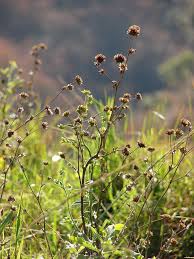 Image result for Elephantopus