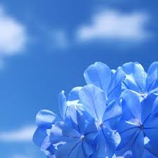 Hd to 4k quality, all ready for download! New Ipad Hd Flower Wallpapers Top Free New Ipad Hd Flower Backgrounds Wallpaperaccess