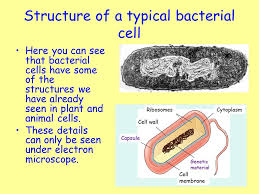 The large spherical area is the nucleus while the granulated part is the cytoplasm of the cell. Cell Structure Learning Intention Ppt Video Online Download