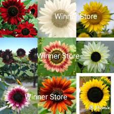Bunga matahari atau sun flower jual benih bunga matahari unggul. Benih Bunga Matahari Colour Parade Shopee Indonesia