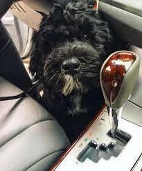 12 Ways The Portuguese Water Dog Is The Very Definition Of Happy American Kennel Club Portuguese Water Dog Portugese Water Dogs Water Dog