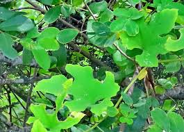 Image result for Lagenaria sphaerica