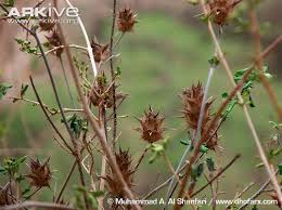 Image result for Blepharis