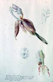 Image result for Schlechterina