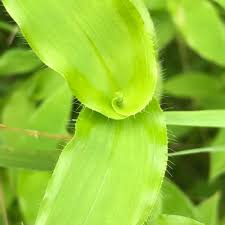 Image result for Arthraxon