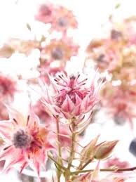 Hochzeitsblumen sind klassisch und trotzdem modern. Welche Blumen Gibt Es Im Juli Schnittblumen Saison Kalender Blumigo
