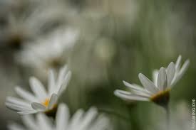 Image result for nina mingioni flowers