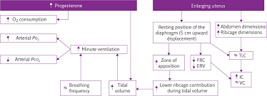 Respiratory Physiology Of Pregnancy European Respiratory