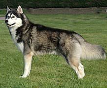 Get a boxer, husky, german shepherd girls names in pink boys names in blue lola and penelope have blue eyes. Siberian Husky Wikipedia