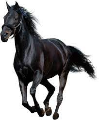 Pin By Gabriela Vitakova On Animal Horse Horses Animals Black Horse