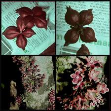 Image result for Rytigynia sp. N