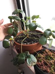 A plant affected by leaf blight (dendrophoma obscurans) will have tiny black spots which increase in size as time passes. Can Anyone Help Me With My Strawberry Plant Its Leaves Keep Turning Brown And Crispy Plantclinic