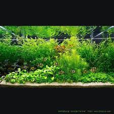 In dieser folge zeigen wir euch mal wieder etwas über das hollandaquarium. Set Fur Ein Hollandaquarium Mit Wasserpflanzen Von Tropica