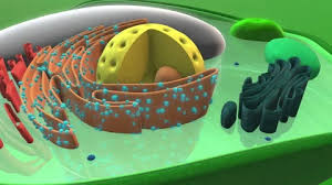Zoom In Into A Plant Cell 3d Animation Stock Video Pond5